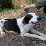 Natural Flea and Tick Repellent Spray - Image 6