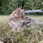 Plant-Based Calming Collar for Cats - Image 9