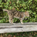 Plant-Based Calming Collar for Cats - Image 10