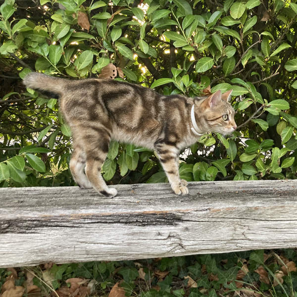 Plant-Based Calming Collar for Cats - Image 10