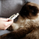 Plant-Based Calming Collar for Cats - Image 7