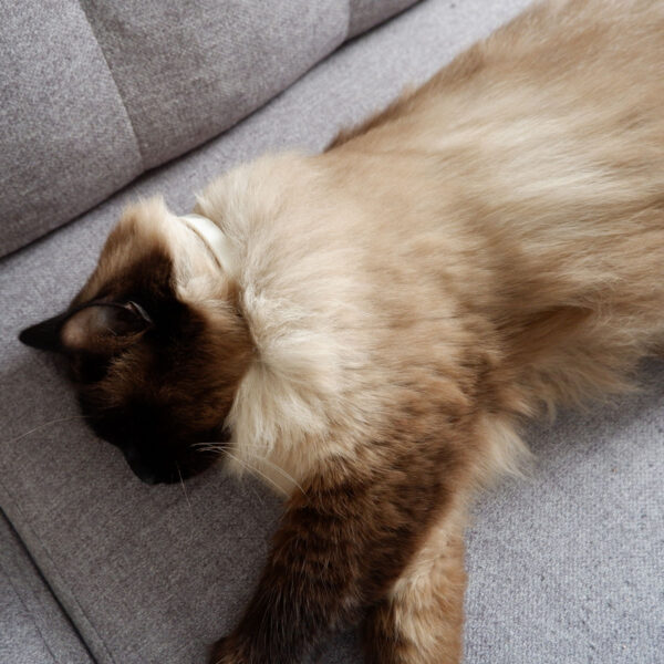 Plant-Based Calming Collar for Cats - Image 8