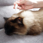 Plant Based Flea & Tick Squeeze-On for Cats - Image 6