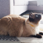 Natural Flea & Tick Cat Collar - Image 9