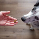 Skin & Coat Chews for Dogs - Image 9