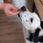 Skin & Coat Chews for Dogs - Image 10