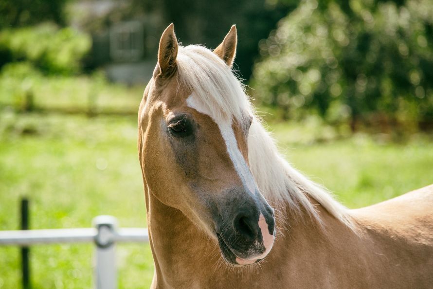 beautiful light brown horse