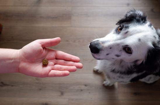 A dog and an outstretched hand containing a Soft Chew