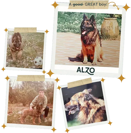 a beautiful German Shepard dog named ALZO