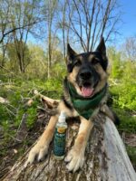 Plant-Based Flea & Tick Squeeze-On for Dogs + Repellent Spray - Image 6