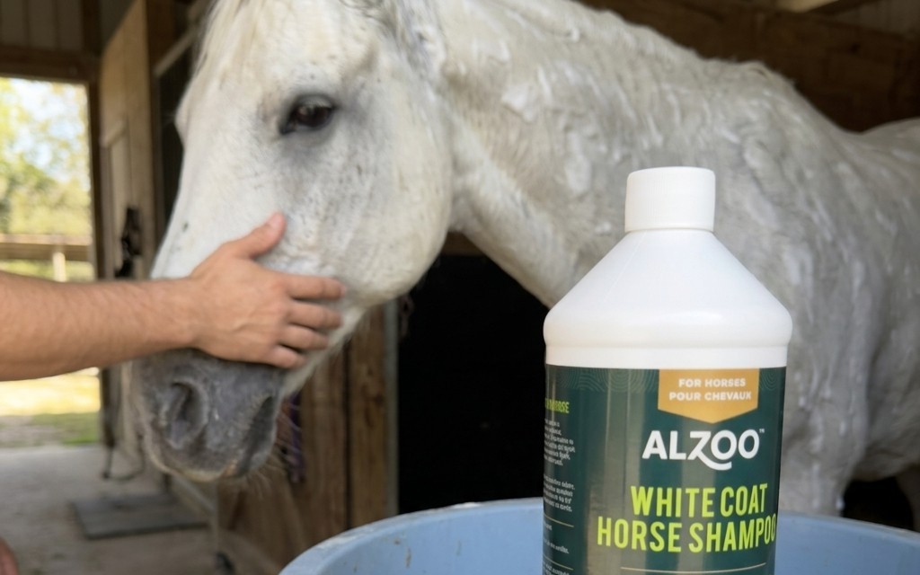 Active ALZOO Giveaways