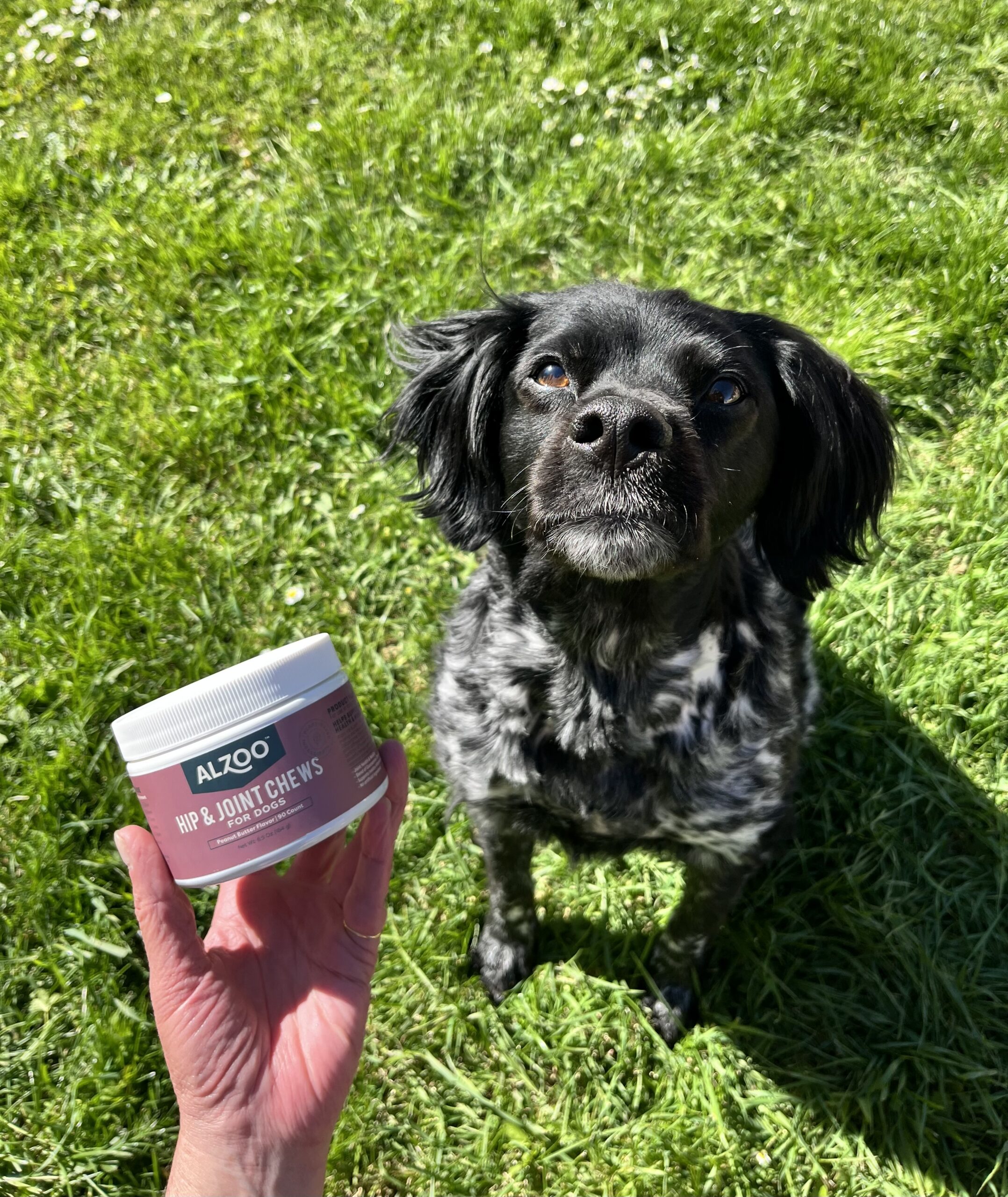 ALZOO senior and mobility dog products